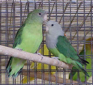 Love Bird on Photo Courtesy Of African Lovebird Society  Male Is On The Right
