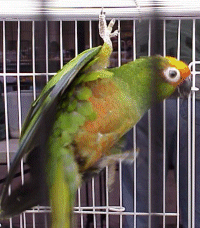 Gold-capped Conure