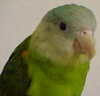 Grey Cheek (Pocket Parrot)