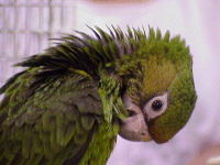 Jardine\'s Parrot
