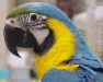 Blue and Gold Macaw