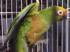 Gold-capped Conure