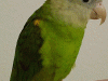 Grey Cheek (Pocket Parrot)