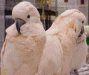 Moluccan Cockatoos