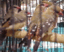 strawfinches2