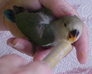 handfeeding baby lovebird