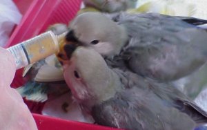 handfeeding baby lovebirds