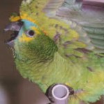 happy amazon parrot