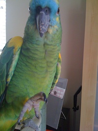 amazon parrot steps up
