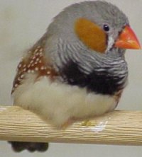 zebra finch