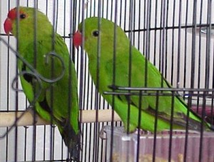 Abyssinian lovebirds