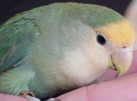 Boo the special needs lovebird