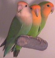 dutchblueandorangefaced lovebirds