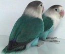 Blue Fischer's lovebirds