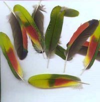 inca-feathers amazon feathers