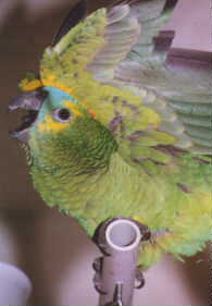 blue-front amazon parrot