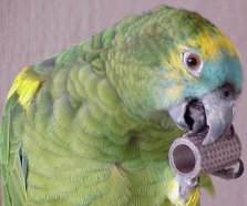 parrot plays with toy