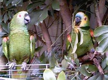 amazon parrots