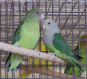 madagascar lovebirds
