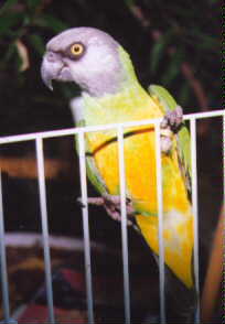 senegal parrot