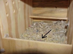 Nestbox with nesting material