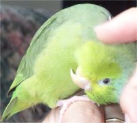 Mini, Parrotlet photo sent by Manon Roos