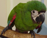 severe macaw baby