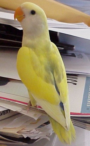 Peach Faced Lovebird Pied