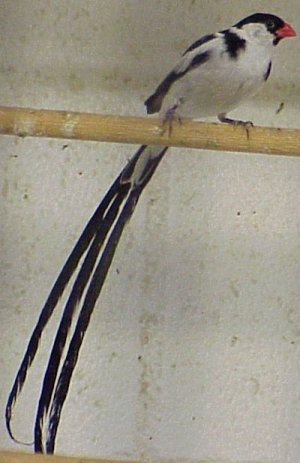 Whydah Finch