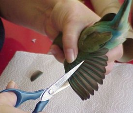 cutting the feathers