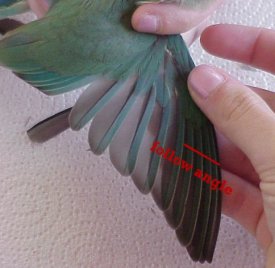 wing trimming